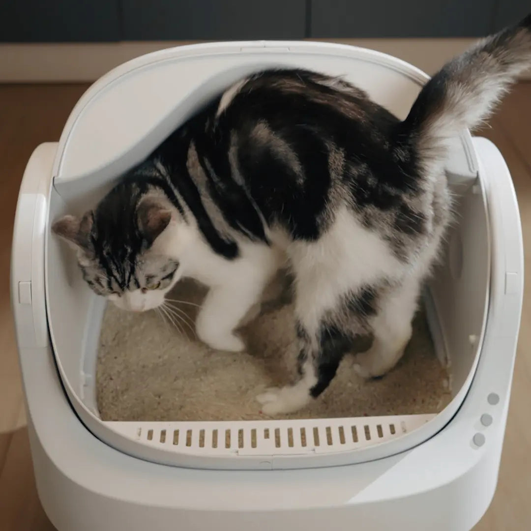 Open Top Automatic Self Cleaning Litter Box for Multiple Cats