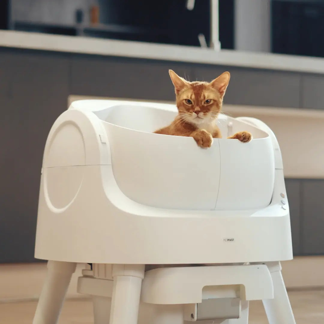 Open Top Automatic Self Cleaning Litter Box for Multiple Cats